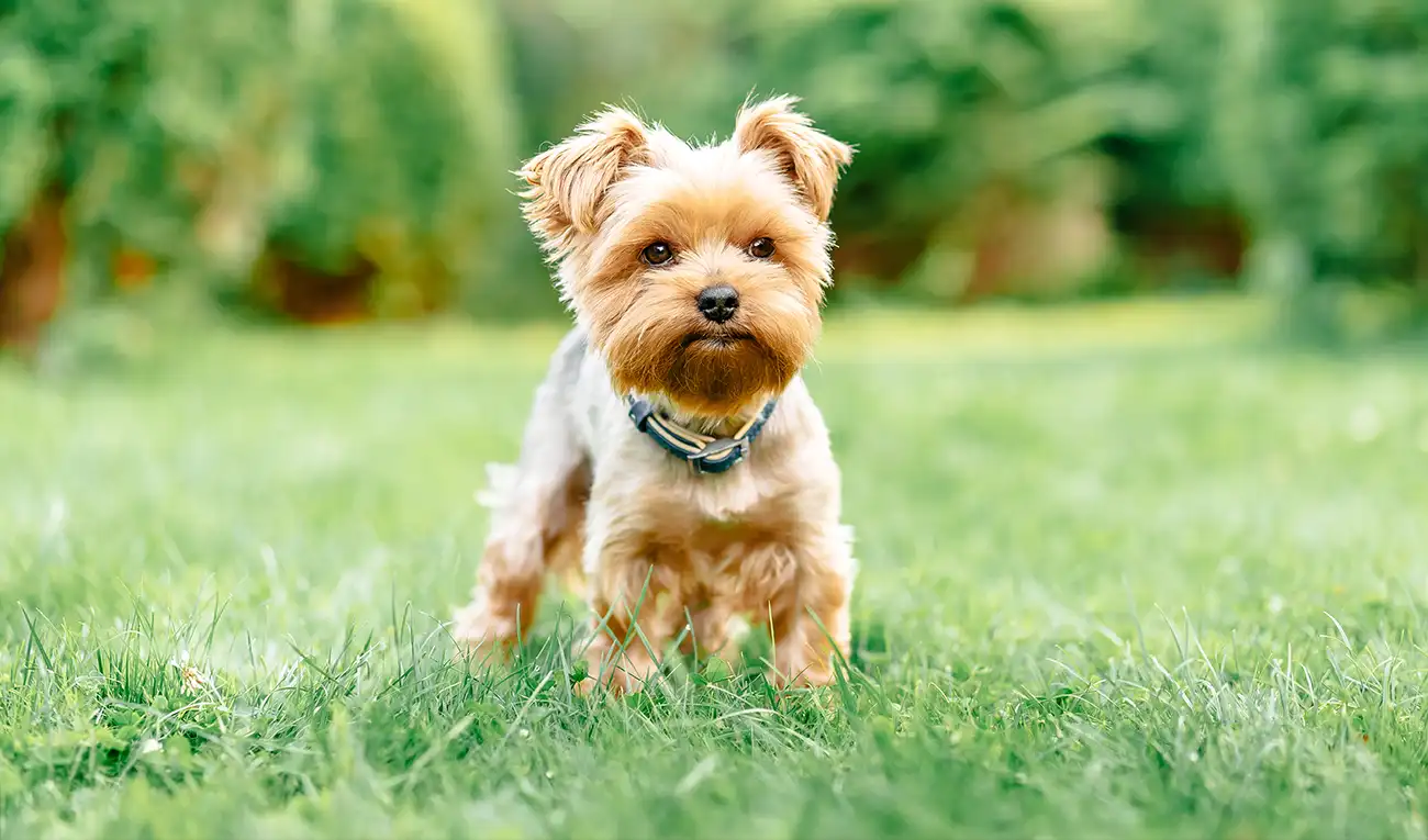 Yorkshire terrier
